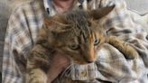 Woman trapped in tornado debris reunites with her cat