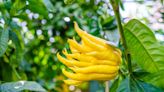 What the Heck Is This Creepy Fruit? Here’s What To Know About 'Buddha’s Hand'