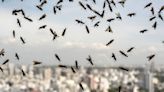 Flying ant day: What is it, when is it and how to get rid of the pesky insects