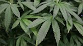 DEA plans to reschedule marijuana as a lower-risk drug