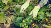 Plant These 5 Things Next to Cucumbers for a Bigger, Healthier Crop