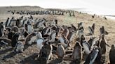 De Chubut a Brasil: así se ve, en vivo, el viaje de 7000 km que cada invierno recorren los pingüinos de Magallanes