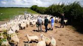 Watch flock of sheep flee as Rishi Sunak and David Cameron try to feed them