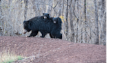 Zoo Miami Welcomes Adorable Sloth Bear Cubs to the Family