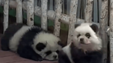 國寶級詐騙？中國動物園「熊貓犬」爆紅 網笑瘋：染毛鬆獅