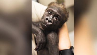 CLE zoo hopeful baby gorilla Jameela will make outside debut with new family