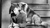 The 50 movies every dog lover needs to see at least once