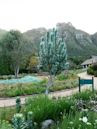 Leucadendron argenteum