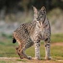 Iberian lynx