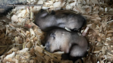 Punxsutawney Groundhog Club reveals Phil and Phyllis' new babies' names