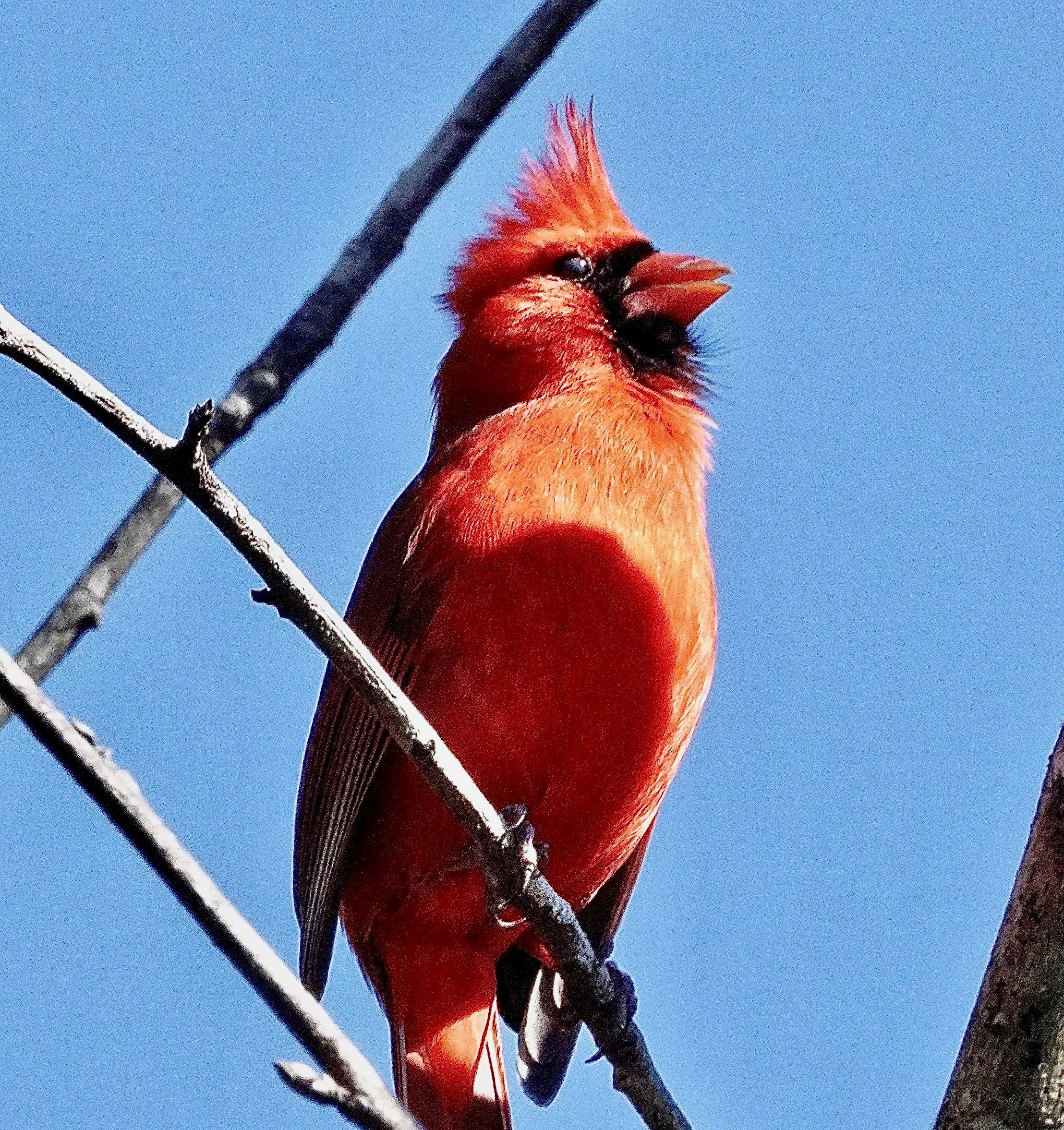 Taking up bird watching could boost your mental health. How it works