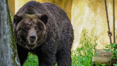 台北動物園僅存棕熊「小喬」 疑乳癌復發休養3天不見客
