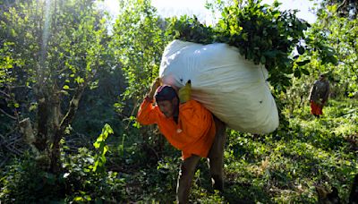 AP FOTOS: En el noreste de Argentina, la yerba mate es toda una forma de vida