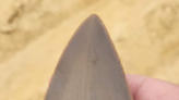 'The find of a lifetime': 8-year-old boy discovers giant shark tooth in South Carolina