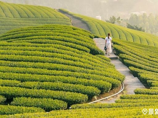 綠色波浪層層大景療癒美拍！全台10大茶園山景步道精選