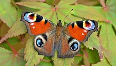 Worst year on record for butterflies after wet spring and cool summer