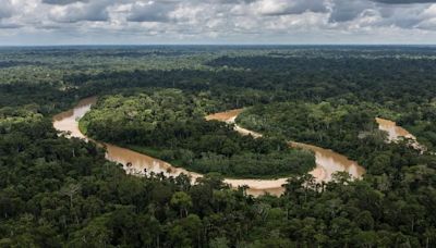 32 millones de Torres Eiffel: la increíble capacidad de almacenamiento de carbono que tienen los bosques