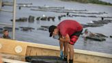 UF oyster scientist and brother to new Patriot makes TV appearance during 2024 NFL Draft