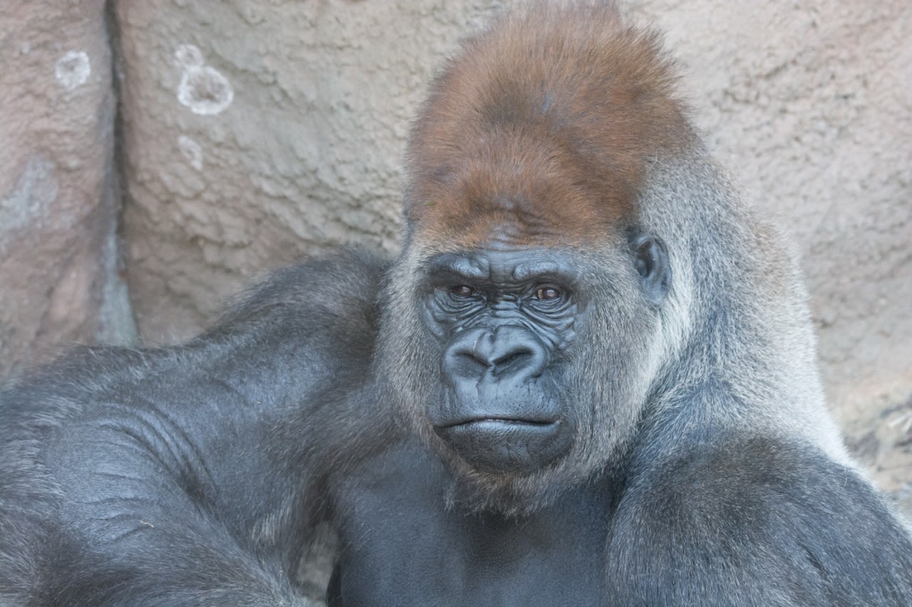 ‘Little Joe’ the Saint Louis Zoo gorilla, dies from a heart attack