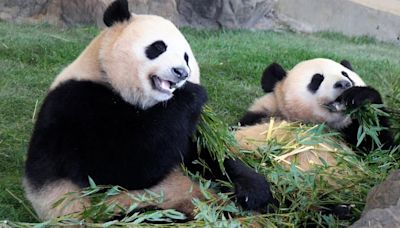 Jin Xi y Zhu Yu, los dos pandas que China enviará a España