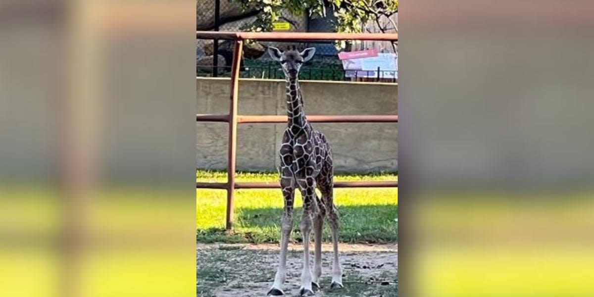 North Dakota zoo mourns loss of baby giraffe who died from broken neck