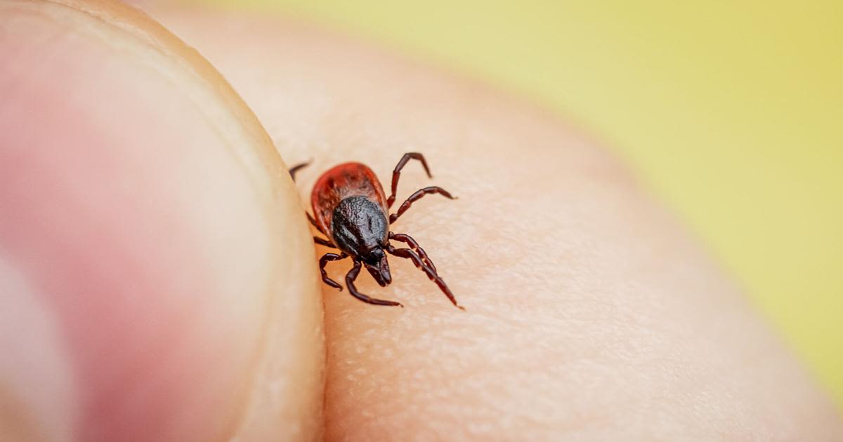 Mark Rutledge: Never fall asleep during tick season with enemy in hand