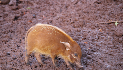 Zoo in Colorado Springs Shares Update After Welcoming 'Surprise' Red River Hog