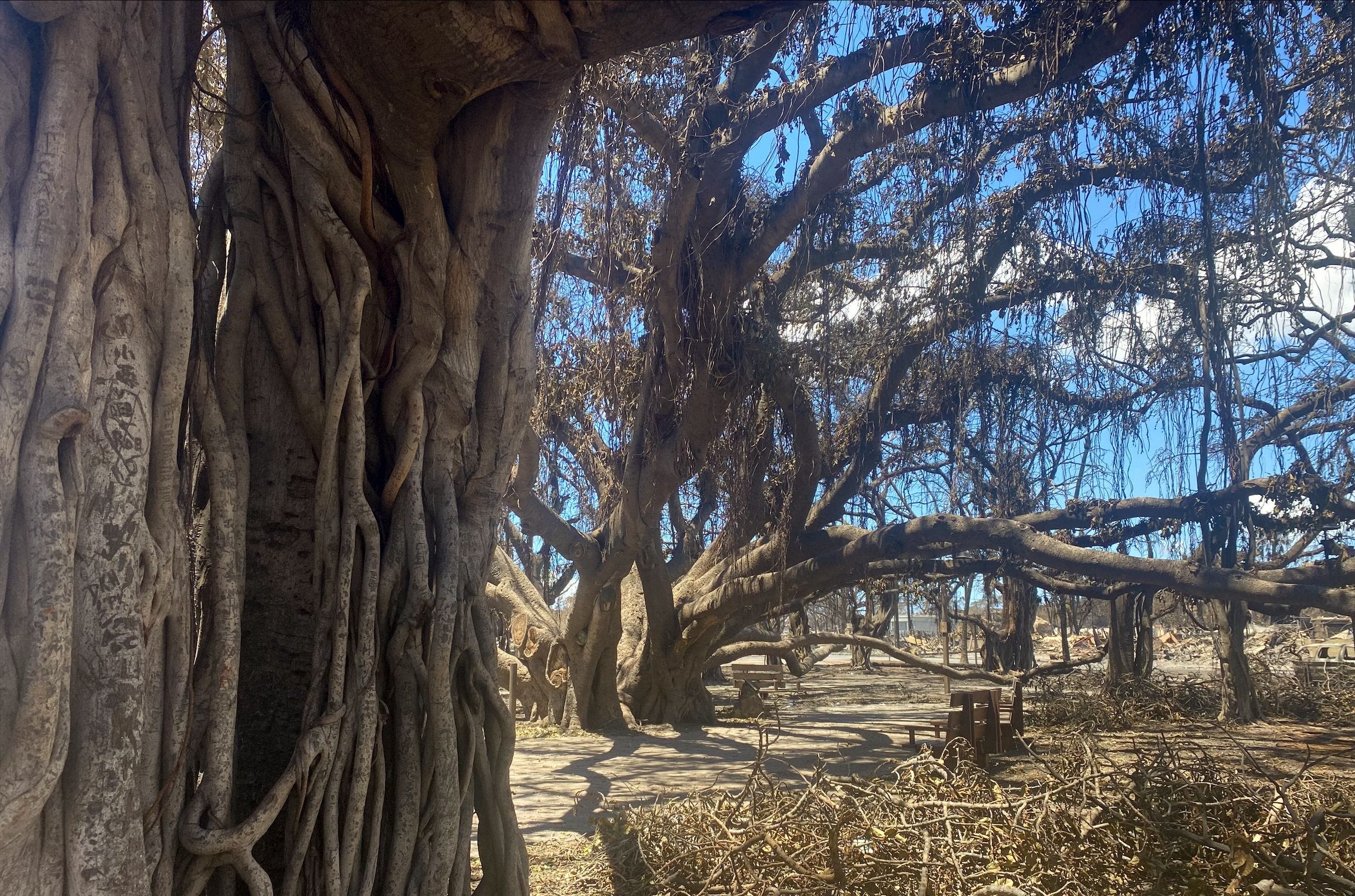 'A phoenix from the ashes': How the landmark tree is faring a year after Maui wildfire