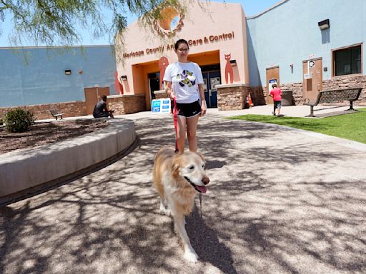 ThunderShirts, dance parties and anxiety meds can help ease dogs' July Fourth dread