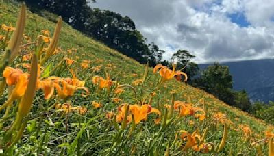 金黃花海盛開了 快來太麻里金針山賞花吧！ | 台東 | 金針花 | 大紀元