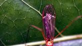 Los factores que hacen a personas "atractivas" para los mosquitos