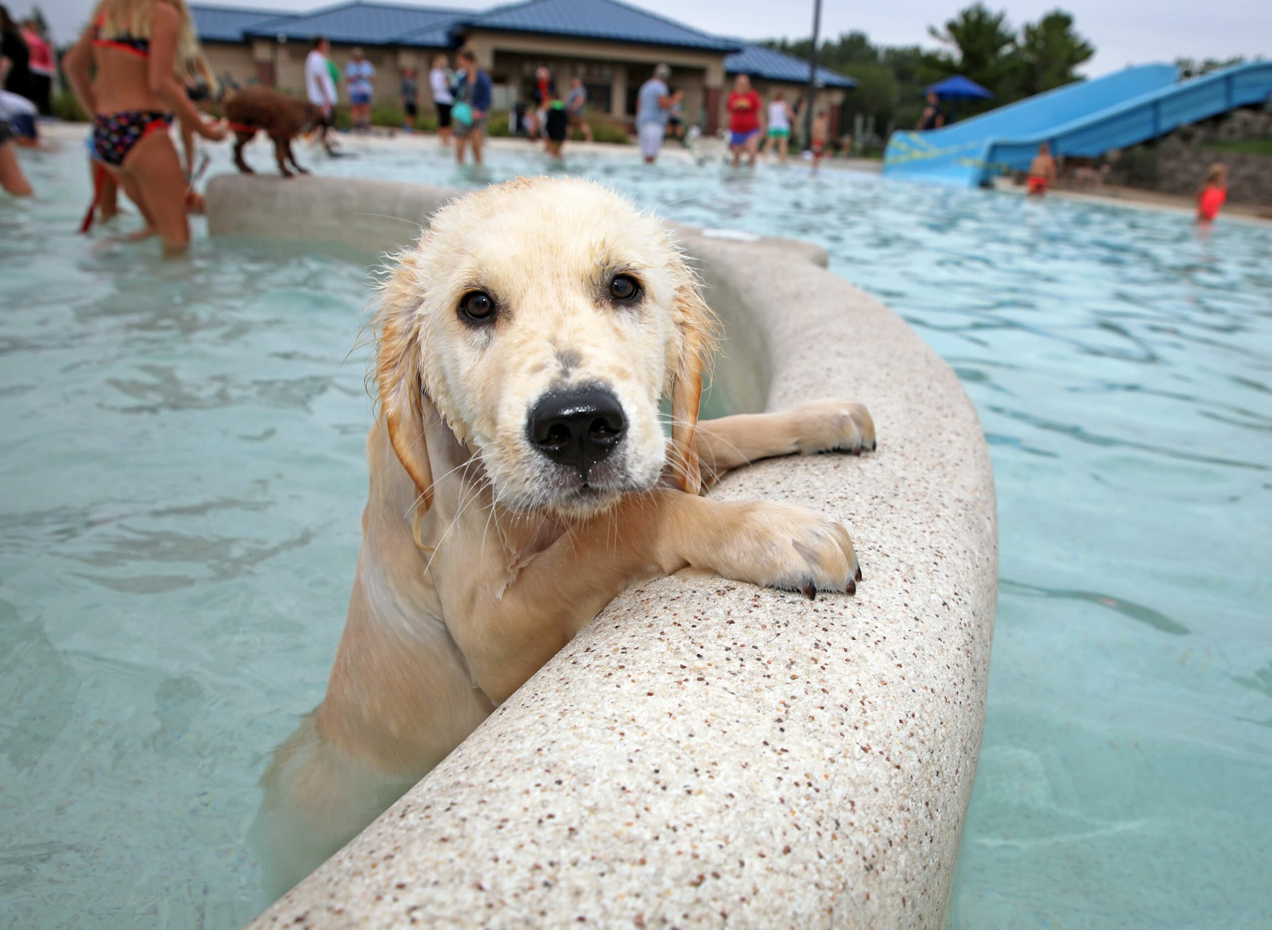 Dogs hit the water to beat the summer heat