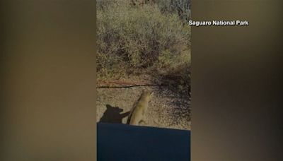 Bobcat fights a rattlesnake in the Arizona desert - KYMA