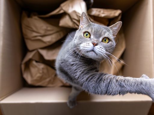 Cat accidentally posted from Utah to California in return Amazon package