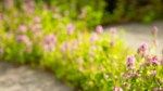 Creeping Thyme Lawn: An Eco-Friendly Alternative to Turfgrass