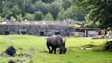 Rhino Crushes Female Zookeeper to Death, Injures Another During Feeding Time at Austria Zoo