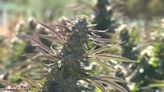 Chris Sununu says cannabis rescheduling won’t change legalization debate | CloseUp