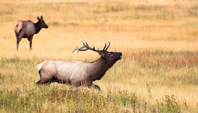 Elk found devoured on football field near Yellowstone in rare attack, school says