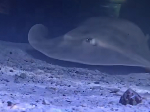 Was Charlotte The Stingray Ever Pregnant? Marine Biologist Chimes In!