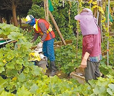 高雄鳳山 爆入夏首波登革熱群聚 - 地方新聞