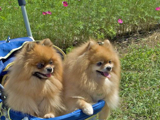 Sales of dog strollers outpace baby strollers in the country with the world’s lowest birth rate