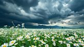New NOAA Research Reveals the Surprising Impact of Pollen on Weather