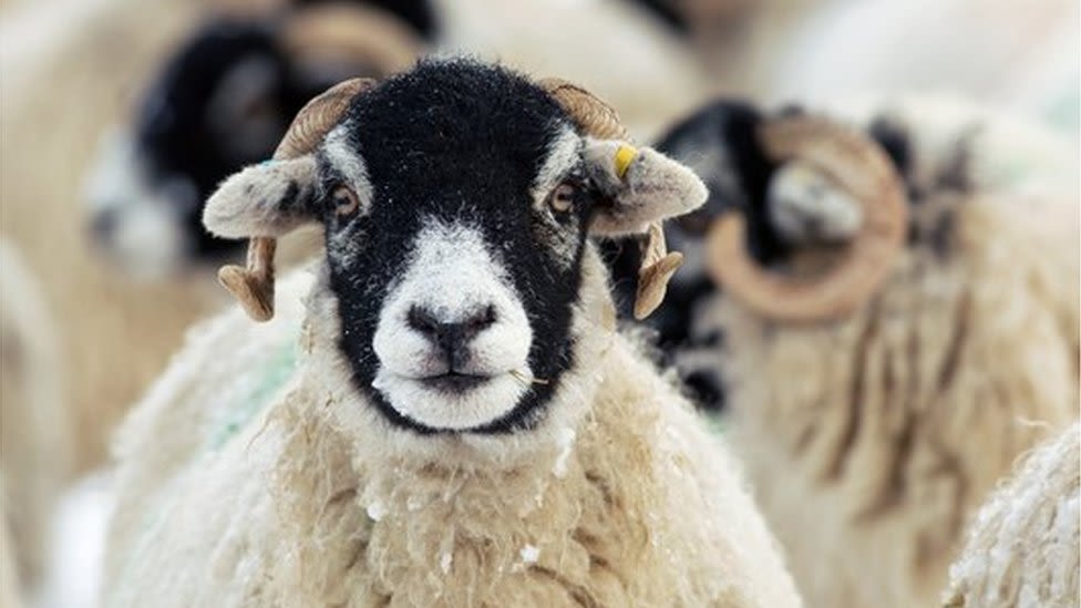 Bluetongue farm virus warning for sheep and cattle as midges blown into UK