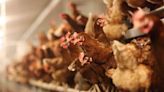 Is It Safe to Consume Milk and Eggs During Bird Flu Outbreak?