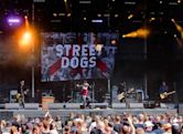 Street Dogs