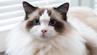 Ragdoll Cat's Fluffy 'Glow-Up' After 8 Months Out of Shelter Is Incredible