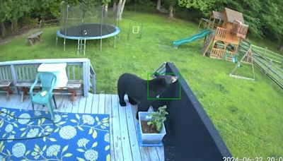 Black bear sightings in Delaware has New Castle County homeowners on alert