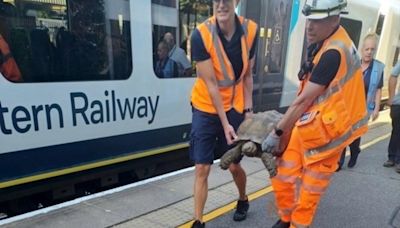 Escaped tortoise causes railway delays after climbing onto tracks near Ascot