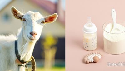 三大最受歡迎的嬰幼兒羊奶粉：卡洛塔妮、貝比卡兒、惠氏啟賦羊，配方、特色、口碑一次看 - BabyHome親子討論區