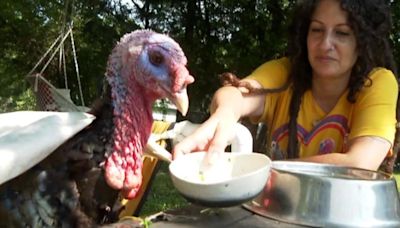 Simon, the beloved Chicago area rescue turkey, has died